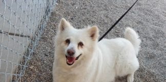 The Independent Southern Utah Adoptable Pets Guide The Independent Southern Utah Adoptable Pets Guide