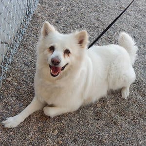 Southern Utah Adoptable Pets Guide: Hyko