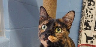 The Independent Southern Utah Adoptable Pets Guide Southern Utah Adoptable Pets