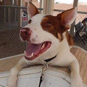 The Independent Southern Utah Adoptable Pets Guide: Roddy