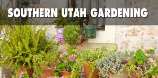 Southern Utah Gardening: Seven tips for container gardens southern Utah gardening container gardens