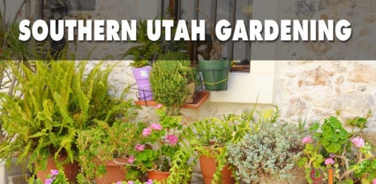 southern Utah gardening container gardens
