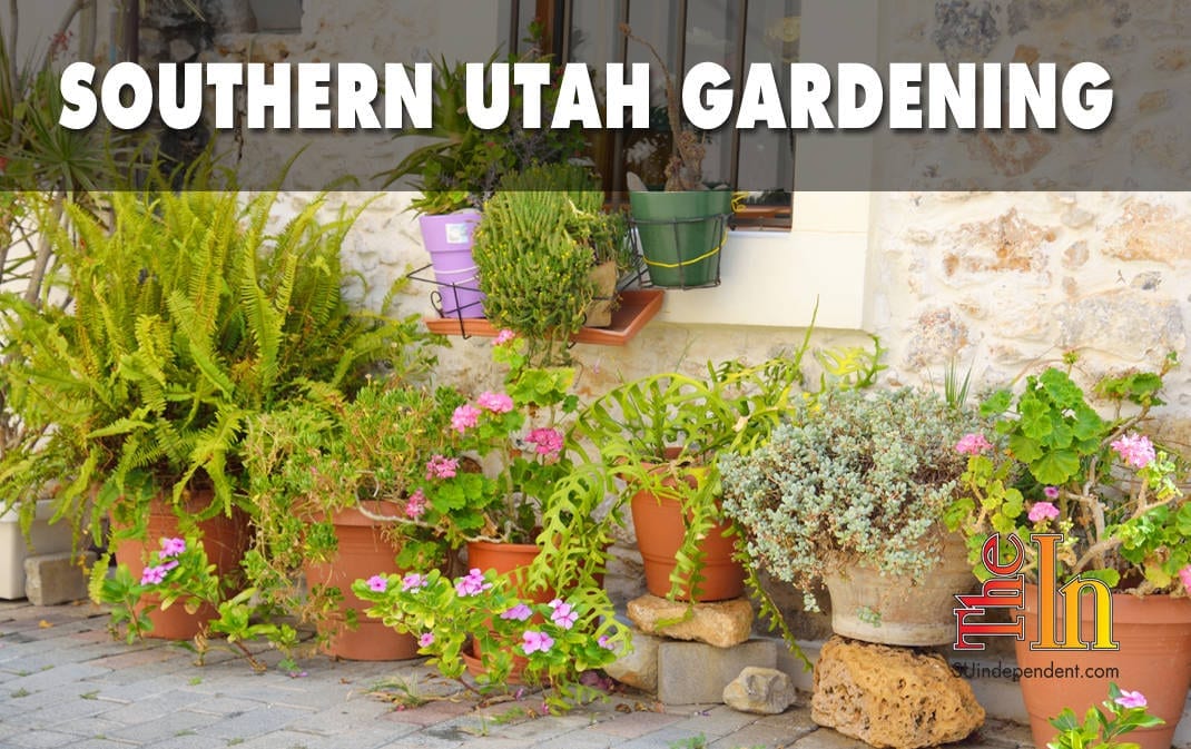 southern Utah gardening container gardens