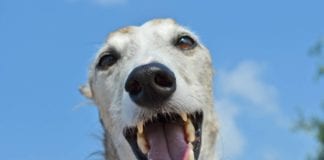 Greyhound Gathering in Kanab to attract 300 greyhounds Greyhound Gathering Kanab