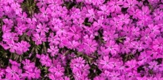 April showers bring May flowers and a blossoming downtown April showers bring May flowers and a blossoming downtown