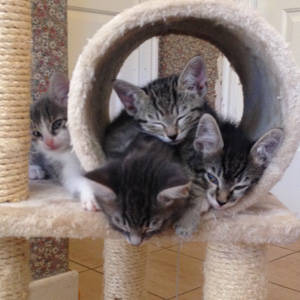 Southern Utah Adoptable Pets: Kittens