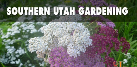 Southern Utah Gardening water-wise perennials