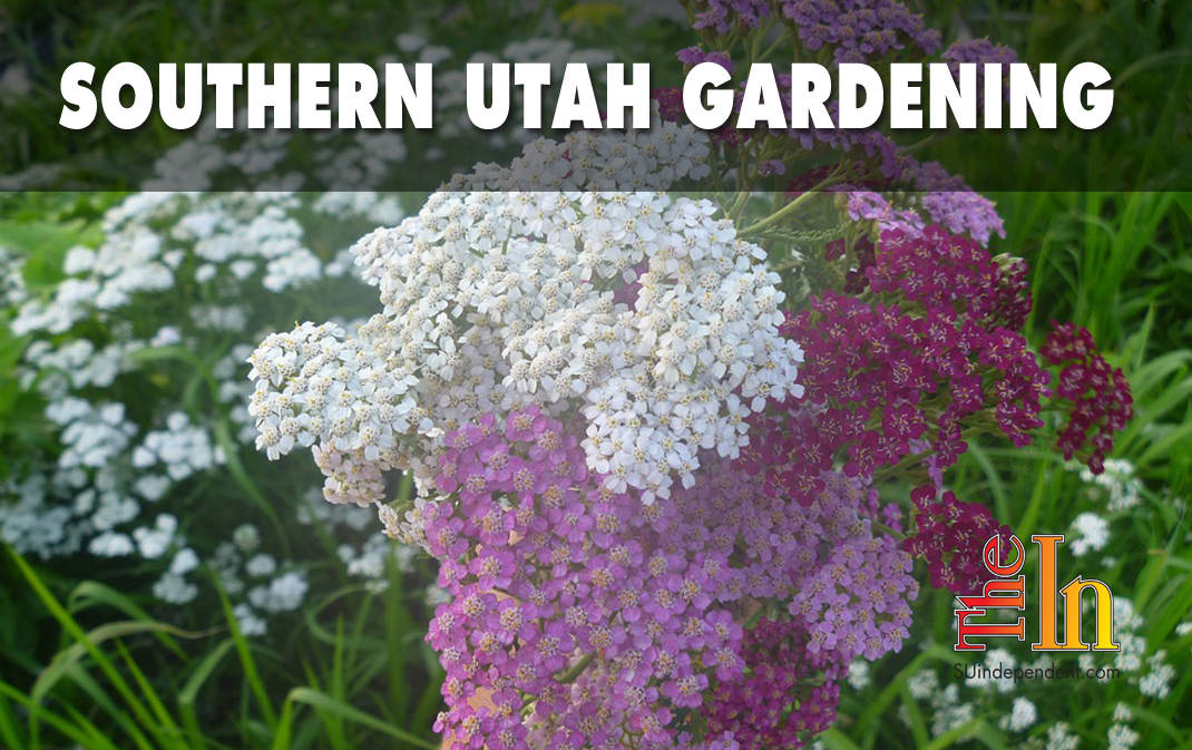 Southern Utah Gardening water-wise perennials