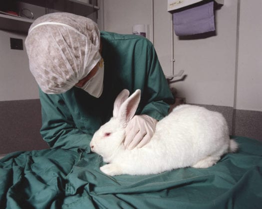 Beauty is pain: Cosmetic animal testing and cruelty-free products - The