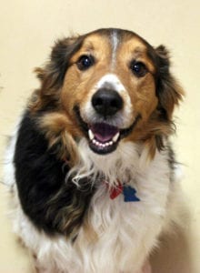 Southern Utah Adoptable Pets: Calypso