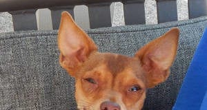 The Independent’s Southern Utah Adoptable Pets Guide Southern Utah Adoptable Pets: Harry