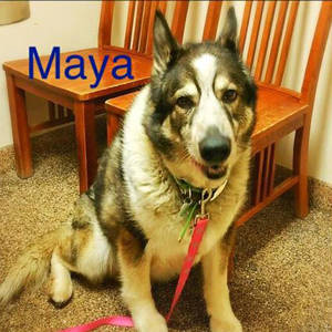 Southern Utah Adoptable Pets: Maya