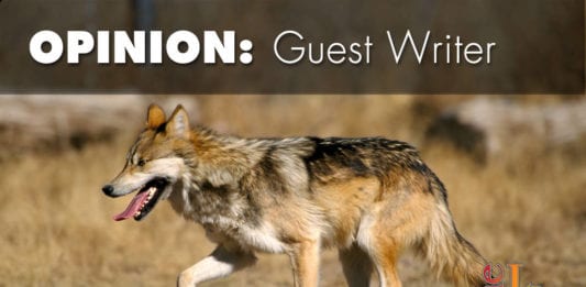 Mexican gray wolf Mexican gray wolves endangered Utah