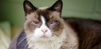 The Independent Southern Utah Adoptable Pets Guide