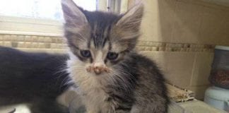 The Independent Southern Utah Adoptable Pets Guide Southern utah adoptable pets Riley large