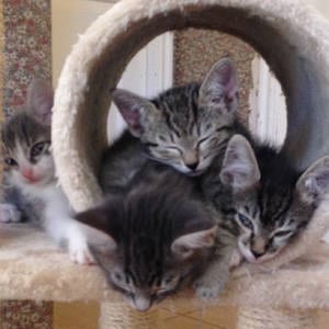 Southern Utah Adoptable Pets: lots of kittens