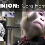cruelty-free cosmetics animal testing
