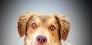 The Independent Southern Utah Adoptable Pets Guide
