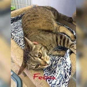 southern utah adoptable pets: Feona