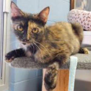 southern utah adoptable pets: Ivy-3 copy City of Mesquite Animal Shelter