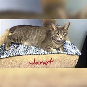 southern utah adoptable pets: Janet