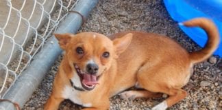 The Independent Southern Utah Adoptable Pets Guide