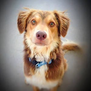 Southern Utah adoptable pets: Teddy
