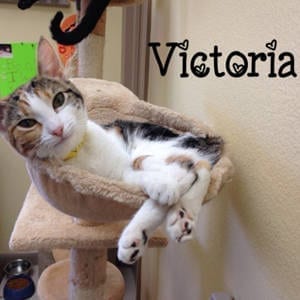 southern utah adooptble pets: Victoria