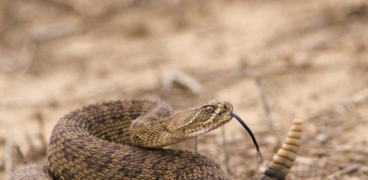 venomous snake bites Utah