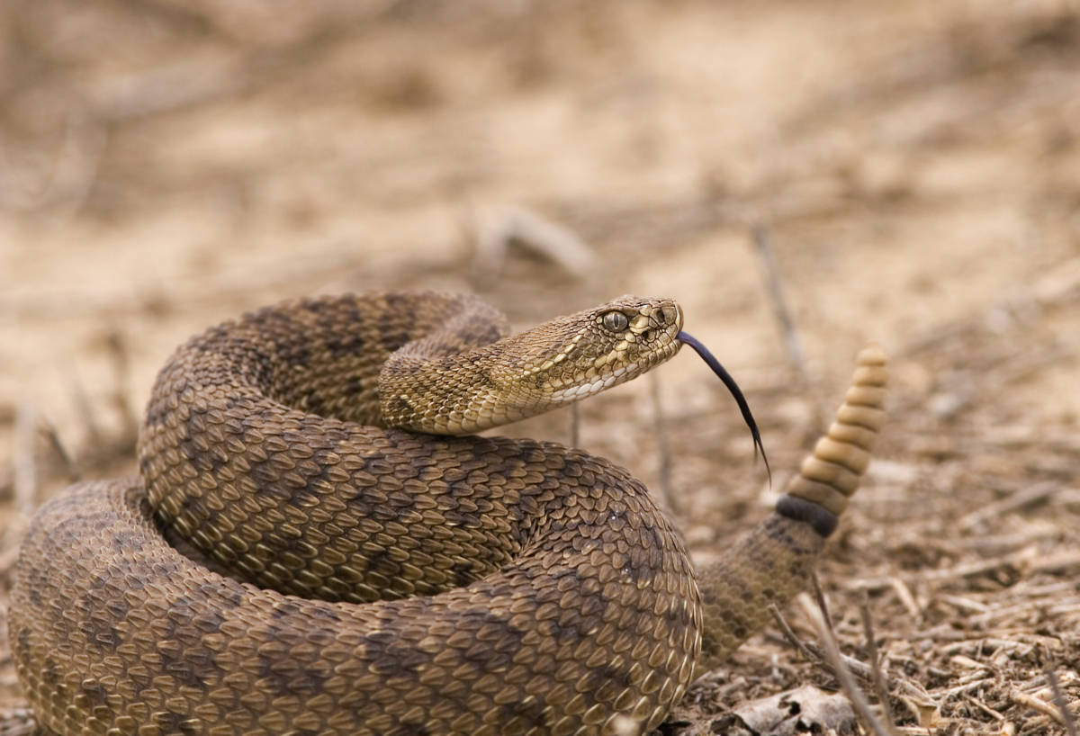 venomous snake bites Utah