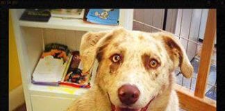 The Independent Southern Utah Adoptable Pets Guide