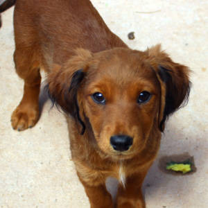 southern utah adoptable pets: BANJO 8-17-16