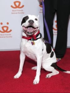 The Champions: DOCUTAH film raises awareness about pit bull welfare