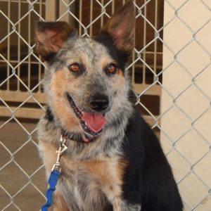 The Independent Southern Utah Adoptable Pets: Kess