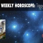 Your Weekly Horoscope Trippy Koala