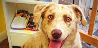 The Independent Southern Utah Adoptable Pets Guide The Independent Southern Utah Adoptable Pets Guide
