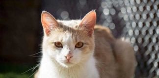 The Independent Southern Utah Adoptable Pets Guide southern utah adoptable pets