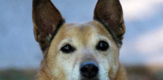 The Independent Southern Utah Adoptable Pets Guide The Independent Southern Utah Adoptable Pets Guide