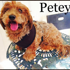 southern utah adoptable pets: Petey