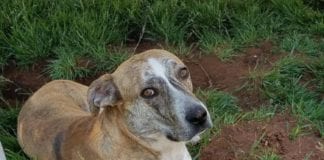 The Independent Southern Utah Adoptable Pets Guide