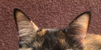 The Independent Southern Utah Adoptable Pets Guide