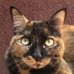 southern utah adoptable pets features: cricket