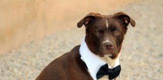 The Independent Southern Utah Adoptable Pets Guide