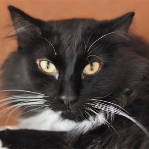 southern utah adoptable pets features: whiskers