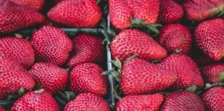 Susan B. Roberts discusses diet at Dixie Forum Susan B. Roberts discusses diet at Dixie Forum