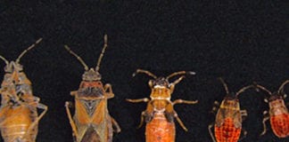 New pests, elm seed bugs, found in Utah homes New pests, elm seed bugs, found in Utah homes