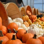 Southern Utah Weekend Events Guide: Nov. 17–20 southern utah weekend events guide gourds-949112_1920