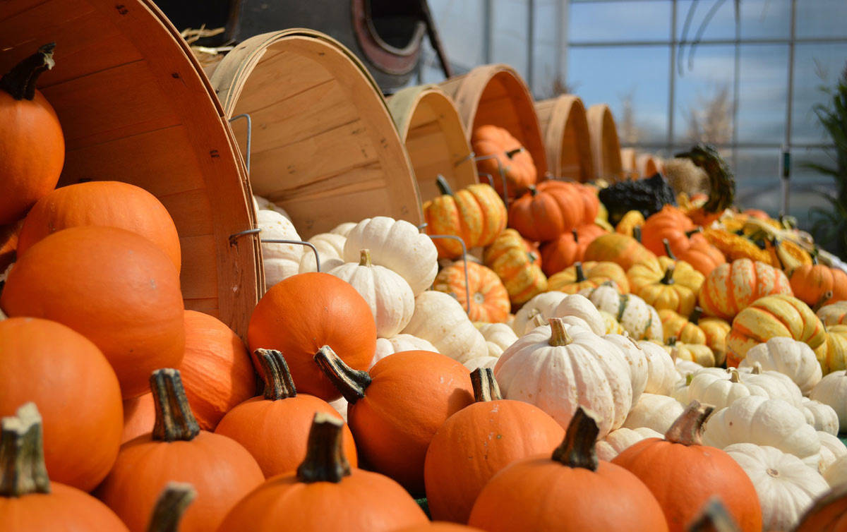 southern utah weekend events guide gourds-949112_1920