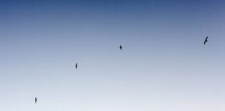 Kanab welcomes volunteers for annual Christmas Bird Count Kanab welcomes volunteers for annual Christmas Bird Count