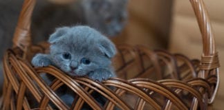 Best Friends Animal Sanctuary and Zappos.com sponsor free pet adoptions Best Friends Animal Sanctuary and Zappos.com sponsor free pet adoptions